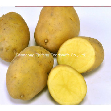 Batata Fresca Chinesa para Exportar